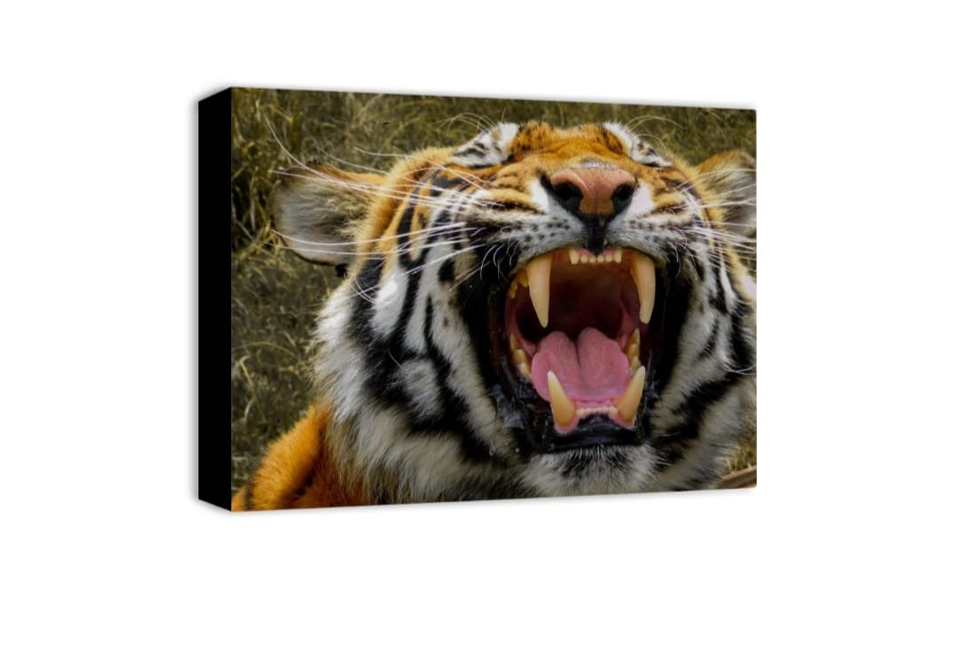 Tiger Canvas