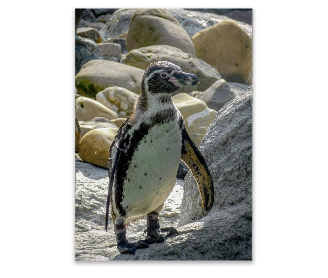 Notebook- Soft cover- penguin